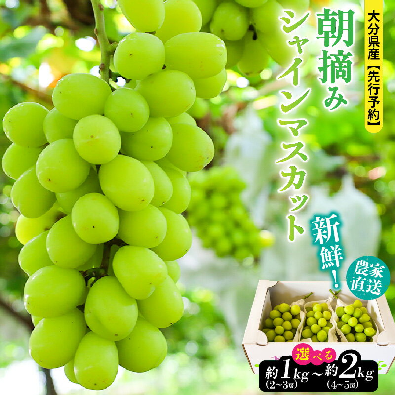【ふるさと納税】テレビで紹介されました！【先行予約】【選べる容量】令和8年発送 朝づみ シャインマスカット 1kg 1.5kg 2kg 2~5房 農家直送 新鮮 採れたて 2026年出荷分 フルーツ 果物 贈答 大分県産 9月 8月 ぶどう マスカット お取り寄せ 人気 おもてなし 送料無料