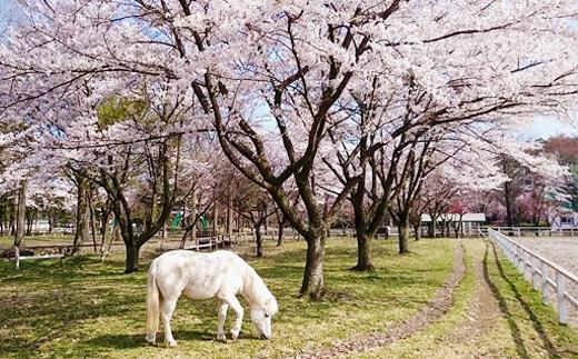 季節によっては桜や紅葉などを楽しみながら体験することが出来ます。