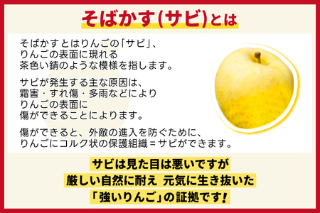 ★サビあり★ りんご はるか 「そばかす冬恋」(自家用「冬恋 はるか」 サビ有) 約2.5kg 糖度15度以上【先行予約 12月発送予定】 数量限定 岩手県産 りんご リンゴ 林檎 冬恋 はるか フル
