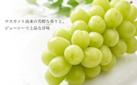 シャインマスカット 約 1.8kg （3～4房） | フルーツ 果物 くだもの ぶどう 葡萄 新鮮 農家直送 熊本 玉名