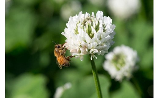 国産天然 非加熱はちみつ 150g 3本セット「春の百花」「6.18」「そよご」
