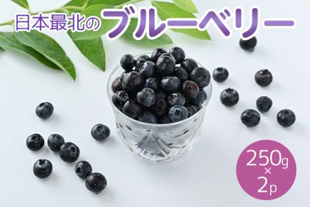 令和5年度産「日本最北のブルーベリー」250g×2パック ≪フルーツ 果物 予約 北海道産 無農薬 積み立て 新鮮≫  ※離島への配送不可《2024年7月下旬～8月下旬頃出荷》