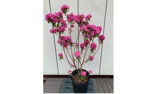 早春の庭を飾る 吉野ツツジ 濃いピンクの花 〈プラス樹〉