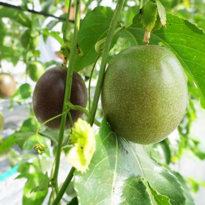 ふるさと納税 中城村 【2026年5月から順次発送・贈答用】JAおきなわが厳選したパッションフルーツ1kg(8〜10玉) |  | 01