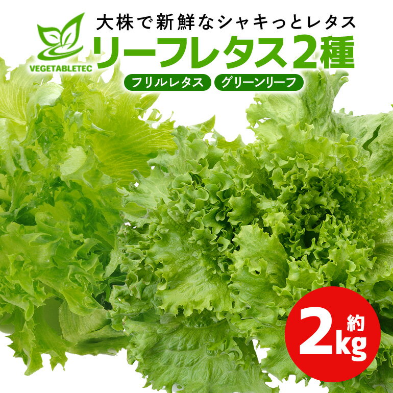 【ふるさと納税】リーフレタスセット　約2Kg