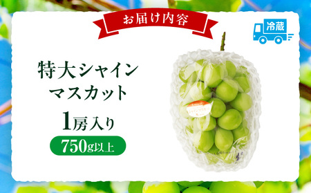 【先行受付】特大シャインマスカット1房 約750g |マスカット ぶどう ブドウ 葡萄 果物 フルーツ 人気 香川 香川県 三木町 特大 大房 大粒 厳選 種なし 皮ごと食べられる ジューシー 糖度が