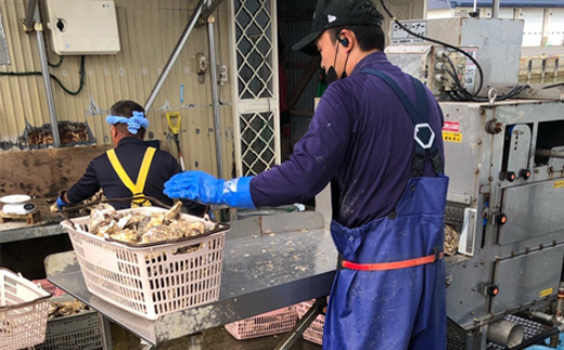 ＼先行予約／北海道 仙鳳趾名産 牡蠣 100g〜149g×30コ+かきナイフ付き かき漁師直送 K3-2＜出荷時期：2024年7月1日ごろ〜順次出荷＞＜センポウシ : 釧路町の東 厚岸湾の西 カキの名