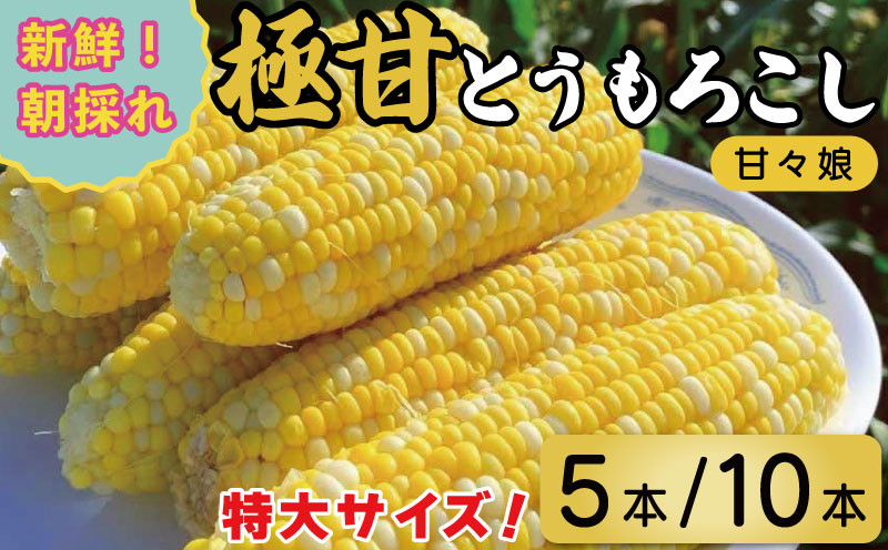 
            とうもろこし スイート コーン 甘々娘 選べる 5本 2kg / 10本 4kg 先行予約 かんかんむすめ トウモロコシ 甘い 期間限定 夏 旬 野菜 鍋 炒め物 煮物 スープ 弁当 惣菜 おかず 健康 新鮮 国産 送料無料 吉野川市 徳島県
          