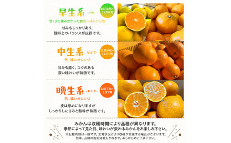 【2026年9月中旬～10月上旬頃に順次発送予定】有田育ちの完熟有田みかん 家庭用 サイズ混合(2S～2L)　約10.2kg(10kg+200g)【ard197-09】