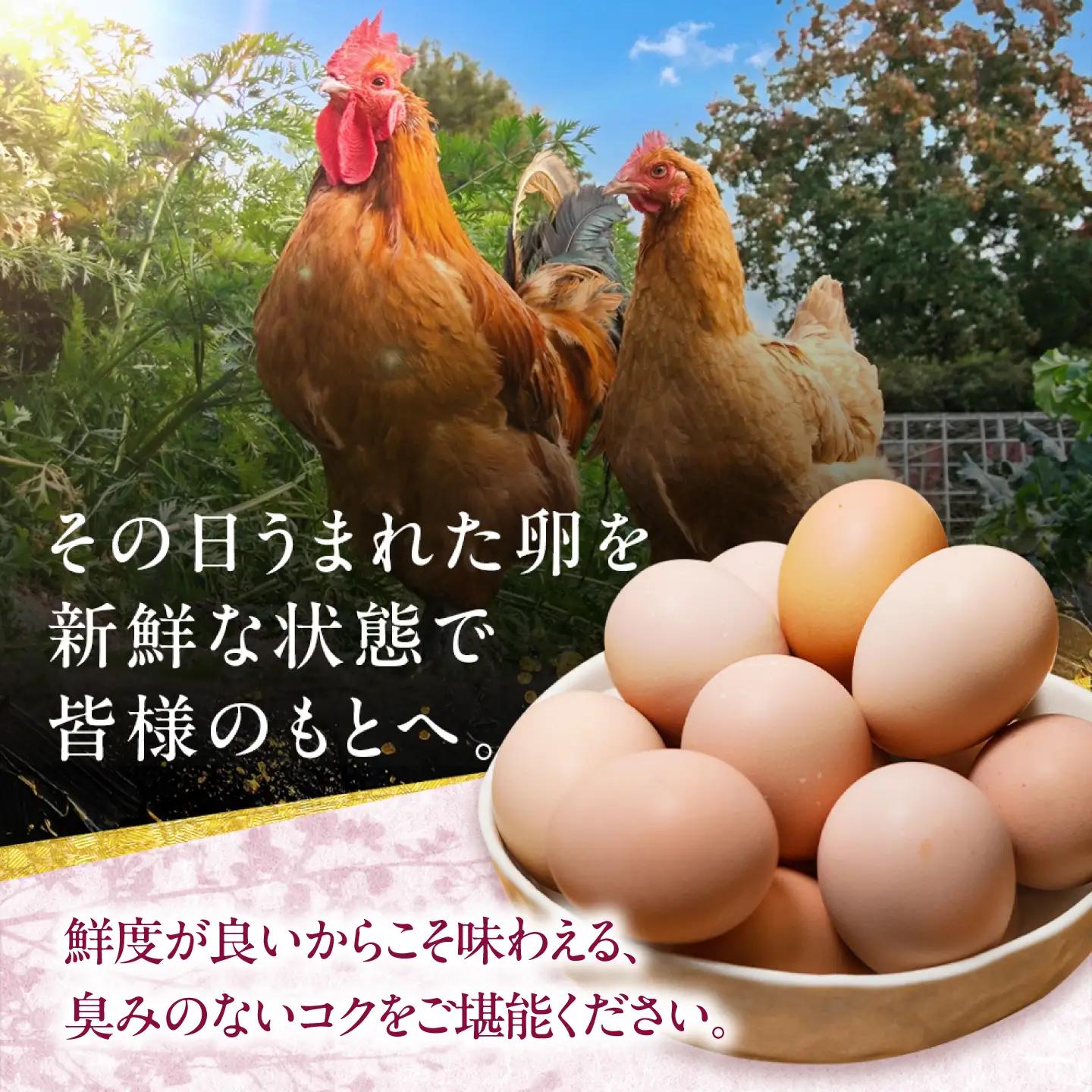 名古屋コーチン 卵 90個（80個＋割れ保証10個）/ 卵 たまご 鶏卵 高級卵 大容量 / 稲沢市 / 櫛田養鶏場[BMAY008]