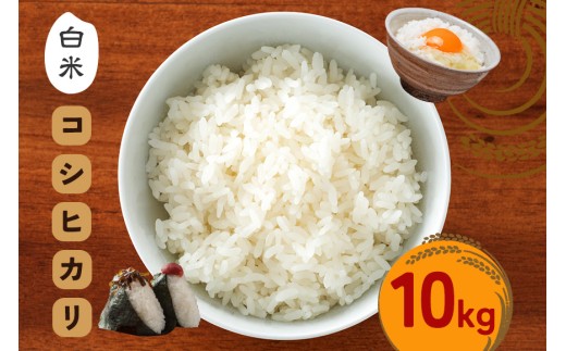 令和7年度 笠間産 コシヒカリ 10kg 精米 米 白米 こめ コメ ご飯 ごはん 農家直送 産地直送 国産 茨城県 笠間市 青木商店 【8月末まで受付】
