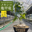 【ふるさと納税】Dioscorea Mexicana メキシコ亀甲竜 （個体番号MKR-22） 長与町/アグリューム[EAI193]