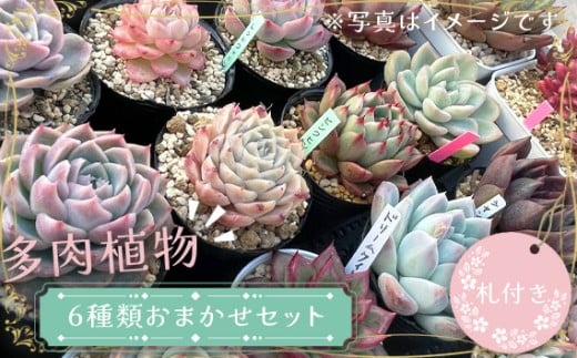多肉植物6種類おまかせセット【札付き】 ／ インテリア 癒し 苗 茨城県 No.680
