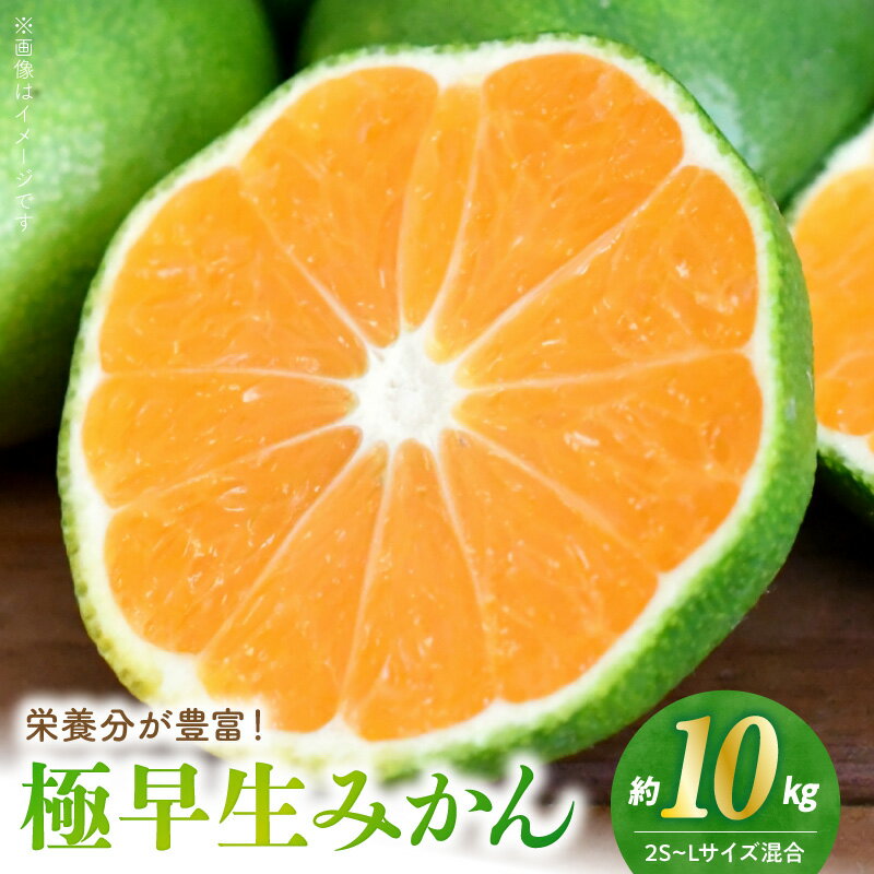 【ふるさと納税】【先行予約】 極早生みかん 10kg 2S～L サイズ混在 極早生 みかん 温州みかん 9月下旬～10月お届け 酸味が強い 酸味 爽やかな味わい 秋の味覚 食べやすい 果物 フルーツ 柑橘 デザート 完熟 福島オレンジ農園 お取り寄せ 送料無料【熊本県宇土市】