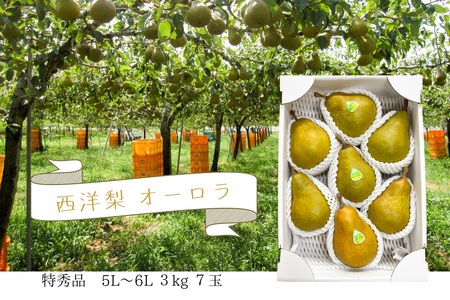 西洋梨（オーロラ）３ｋｇ　７玉　５L～６L　特秀品　0062-2503