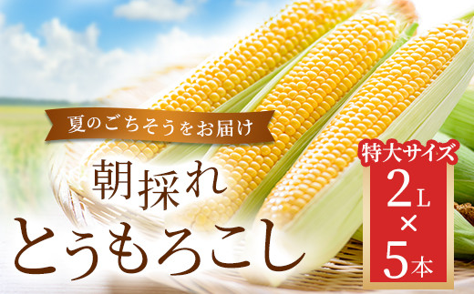 朝採れとうもろこし 5本セット 2L【 ふるさと納税 人気 おすすめ ランキング 夏のごちそう とうもろこし トウモロコシ コーン 旬 ゴールドラッシュ 糖度 甘味 焼きもろこし フルーツ野菜 福島県 北塩原村 送料無料 】KBJ009