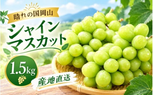 【2026年先行予約】晴れの国岡山 シャインマスカット 1.5kg 2～3房  産地直送 ｜ シャインマスカット しゃいんますかっと シャインマスカット 果物 フルーツ マスカット ますかっと くだもの 先行予約 ブドウ 葡萄 ぶどう大粒 岡山県産 ぶどう シャインマスカット マスカット しゃいんますかっと 葡萄 くだもの【hnds014】
