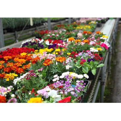 ふるさと納税 筑前町 季節の花苗24セット |  | 01