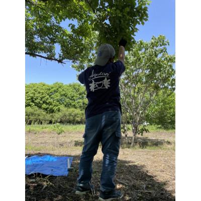 ふるさと納税 下妻市 【訳あり】下妻産 手摘み青梅3kg+傷み保証分500g サイズ不揃い・キズあり |  | 02