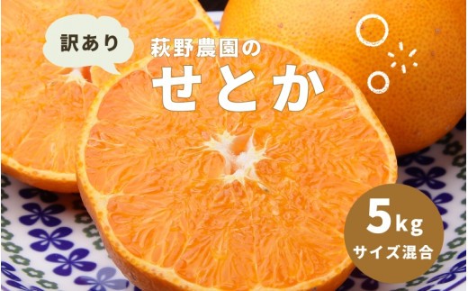 萩野農園の 訳あり せとか 5kg  サイズ混合 みかん ミカン せとか 訳アリ わけあり 家庭用 柑橘 果物 くだもの フルーツ 旬 産地直送 農家直送【2027年3月上旬から3月末までに順次発送予定】【mhn001】