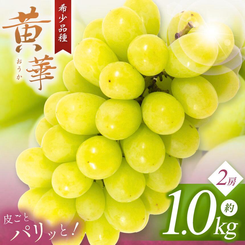 【ふるさと納税】【先行受付】 “松本原産”の希少ぶどう 黄華(おうか) 2房 約1kg｜ふるさと納税 黄華 長野県 信州 松本市 松本原産 松本発祥 果物 ぶどう マスカット フルーツ ブドウ 甘い 葡萄 種無し 新鮮 信州産