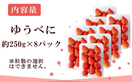 【先行予約】農家直送 南関町産いちご(ゆうべに) 計2kg 8パック 家庭用 1月上旬～3月末 順次発送　Sから3Lまで混在