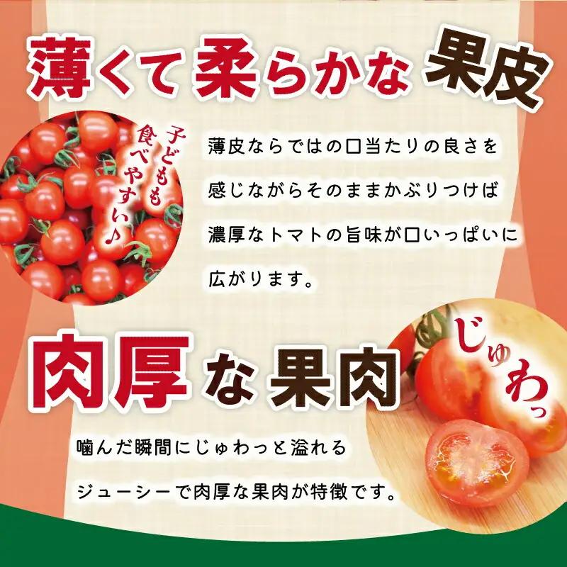 明和町産 完熟 トマト ほれまる 500g と パウンドケーキ の セット 絶品 美味しい 野菜の甘み ミニトマト 朝採り 新鮮 生鮮 野菜 あっさり お菓子 洋菓子 おやつ スイーツ おすすめ