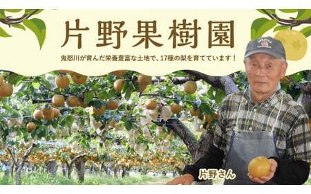 新星梨 約5kg  9月中旬発送 梨 梨 梨 梨 梨 梨 梨
