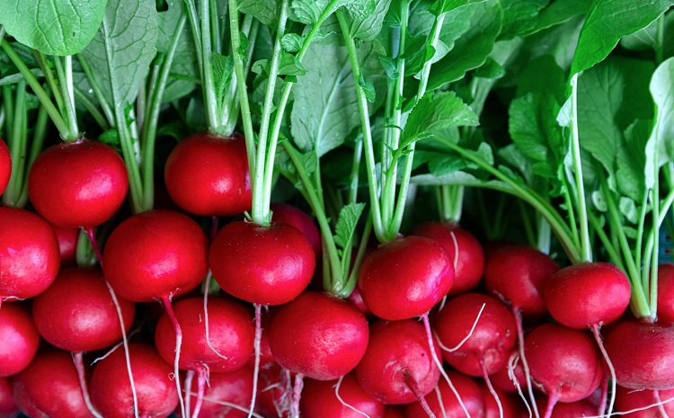 京丹波ラディッシュ 8袋セット 京都 丹波 大粒 ジューシー フルーティー ソテー グリル料理 バーベキュー アヒージョ かき揚げ サラダ スープ ※北海道・沖縄・その他離島への配送不可 [012NM