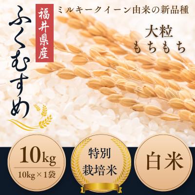 ふるさと納税 小浜市 【令和8年産】福井県産ふくむすめ　特別栽培米　精米10kg　11月以降発送　今富の宝
