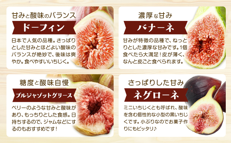 天草 完熟 いちじく  食べ比べ ミナクルファーム《2026年8月中旬-9月末頃出荷》 南蛮柿 フルーツ 果物 果実 スイーツ 食物繊維 ミネラル 豊富 健康食材 製菓 熊本  天草 苓北　ドーフィン