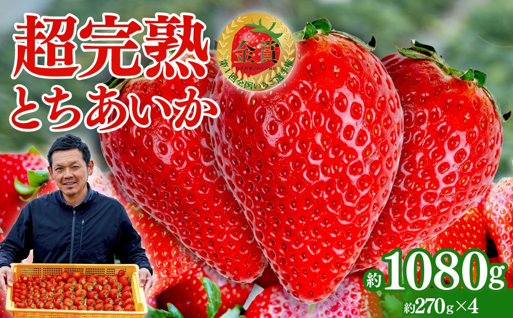 
            【先行受付：選べる発送月】いちご 「茂木完熟いちご」　美土里農園の朝採れ とちあいか レギュラーサイズ 約270g × 4パック 合計 約1080g | いちご イチゴ 苺 とちあいか 完熟 果物 フルーツ くだもの 旬 産地直送 栃木県産 美土里農園 栃木県 茂木町
          