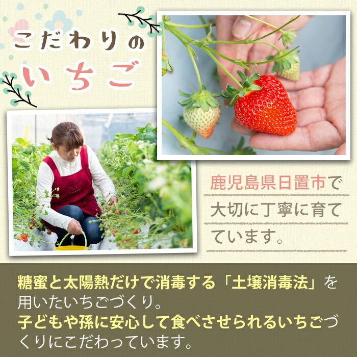 No.1162 <先行予約受付中!>紅白いちごの食べ比べセット(計600g・300g×2トレー) 国産 九州産 鹿児島 日置市 生鮮食品 苺 イチゴ 果物 フルーツ 大粒 食べ比べ【ままりあ農園】