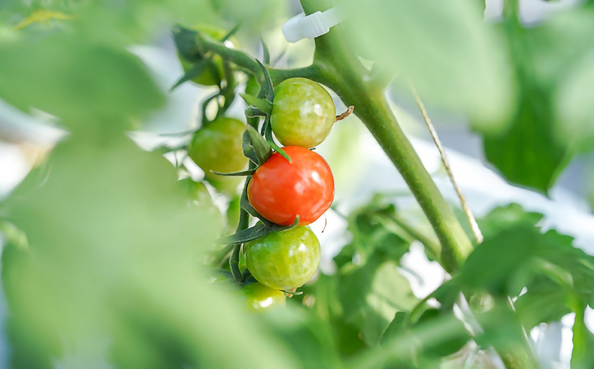 【アクアヴェルデAWAJI】旨味トマト　プチぷよ　60個