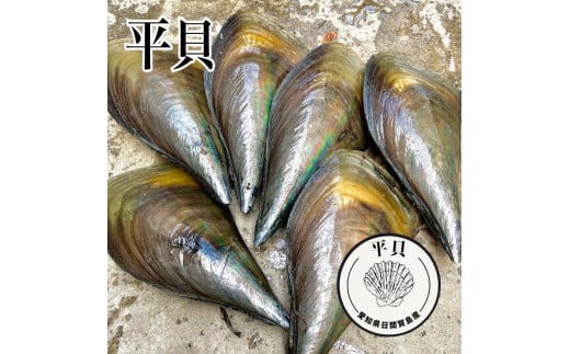 平貝 3個 たいらぎ 貝 かい 魚介類 海鮮 夕食 ごはん 刺身 鮮度抜群 冷蔵 新鮮 