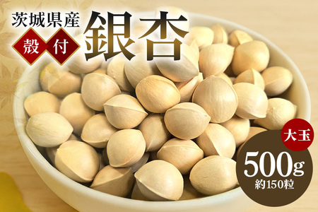 つくば 銀杏 ( ぎんなん ) 大玉 銀杏 殻付 冷凍 500g 農薬不使用 無着色 贈答品 ギフト 高級 旬 食材 食品 国産 冷凍保存 産地直送 送料無料 (A24-003)