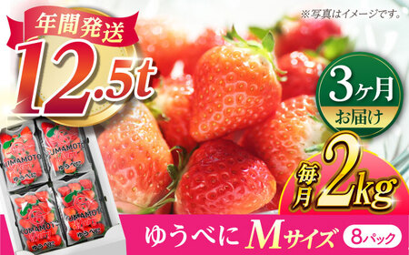 【先行予約】【3回定期便】いちご Mサイズ ゆうべに 2kg（8pc）【熊本ベリー】 いちご イチゴ 苺 ゆうべに いちご いちご定期 いちご定期便 熊本県産いちご 熊本いちご ゆうべにいちご  [ZER011]