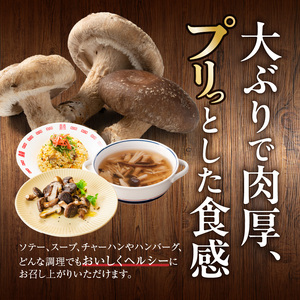 しいたけ・椎茸『駒来ファームの 極上・肉厚 生しいたけ』 極上しいたけ 肉厚 生しいたけ 生シイタケ 生椎茸 安心 安全 国産 採れたて 新鮮 きのこ 野菜 [131L01]