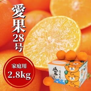 【先行予約】 【12月から順次発送】  愛果28号 約2.8kg（ご家庭用）| 愛果28号 まどんな 柑橘 みかん 紅まどんな と同一品種  果物  くだもの フルーツ 高級 人気 お取り寄せ グルメ ギフト 期間限定 数量限定 ご当地 愛媛県 松山【PT0011】
