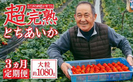 いちご 定期便3回 完熟 とちあいか 大粒 約1080g | イチゴ 大粒 栃木県 茂木町