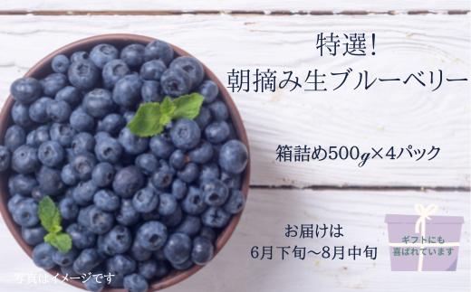 
            特選！朝摘みブルーベリー　箱詰め５００ｇ×４パック　計２ｋｇ×１箱　［YU-101］
          