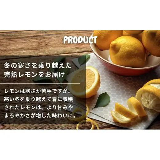 【2027年 3月～ 4月 発送】  文田農園の越冬レモン 約3kg 
