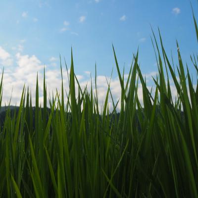 ふるさと納税 南魚沼市 令和6年産　南魚沼塩沢地区「大沢産こしひかり」特A米(※)5kg×2袋 |  | 03