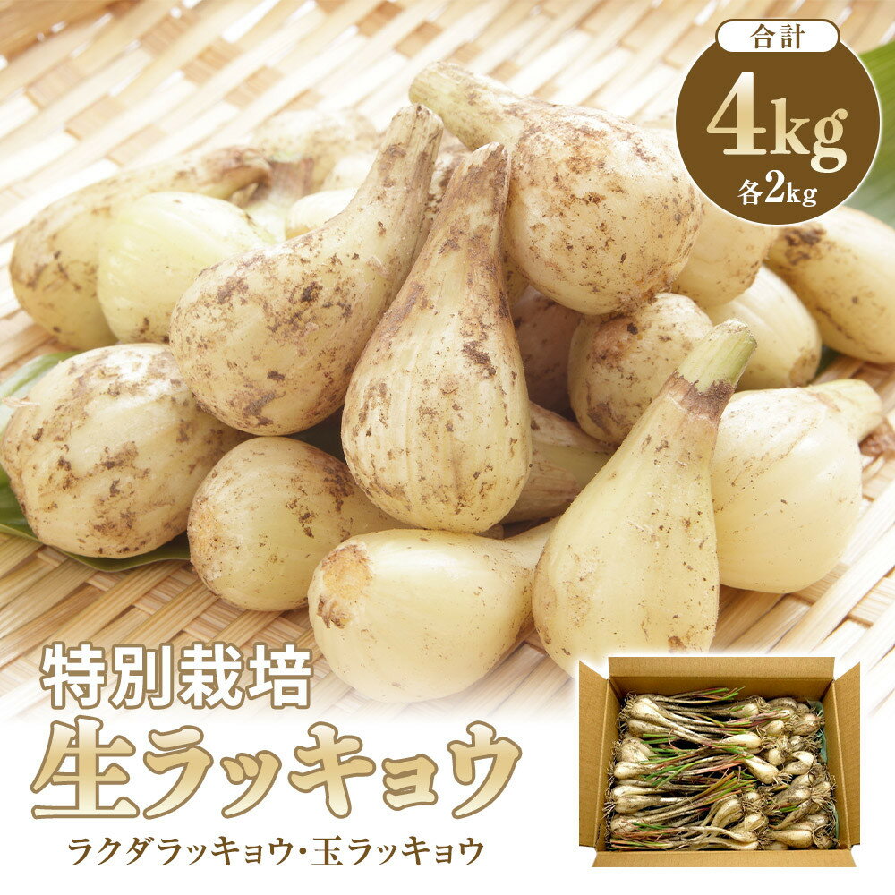 【ふるさと納税】325.【特別栽培】生ラッキョウ　計4kg（ラクダラッキョウ×2kg　玉ラッキョウ×2kg）　※2026年5月下旬～7月上旬頃に順次発送予定 | ラッキョウ らっきょう 鳥取県 北栄町 おすすめ 人気