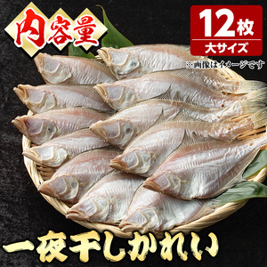 一夜干しかれい 大サイズ！(12枚) 国産 魚介 干物 干し物 海の幸 エテカレイ 冷凍 おかず おつまみ 【sm-DG005-C】【木村鮮魚店】