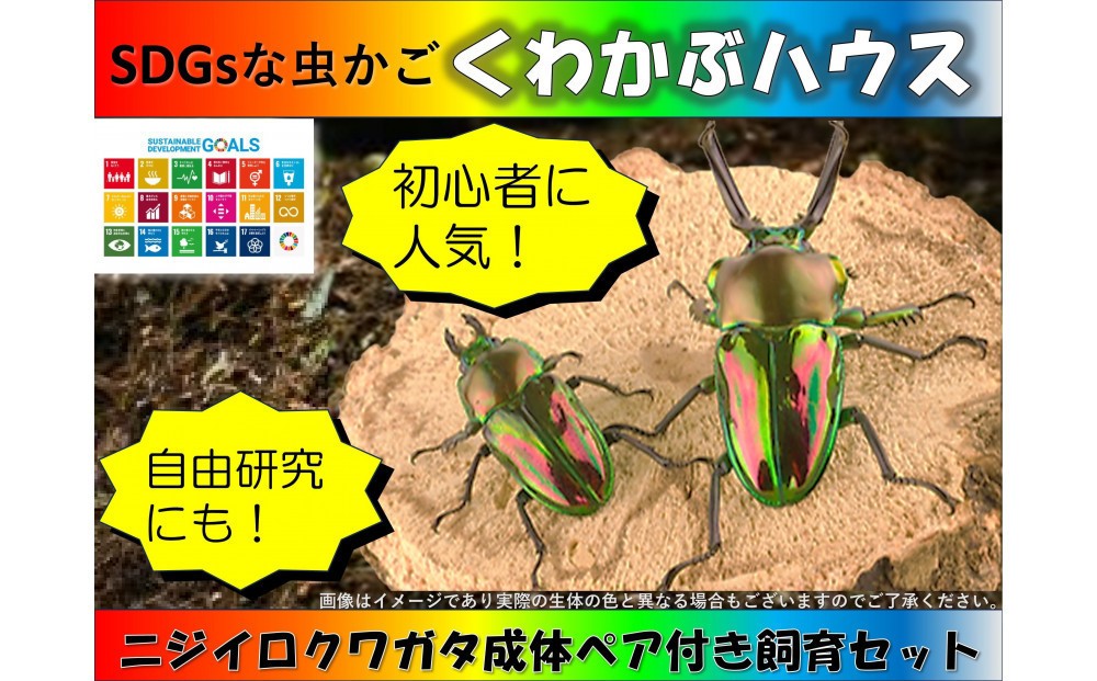 
                  SDGsな虫かご「くわかぶハウス」クワガタ成体ペア付き飼育セット
                