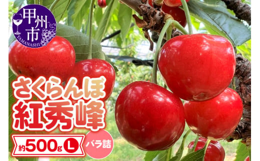 山梨県産 さくらんぼ 紅秀峰 バラ詰 (約500g Lサイズ)【2024年発送】（DOM）B-144