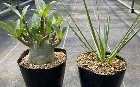 アデニウム アラビカム ＆ ユッカ リギダ 各1株 Adenium arabicum ＆ Yucca rigida 長与町/アグリューム[EAI207]