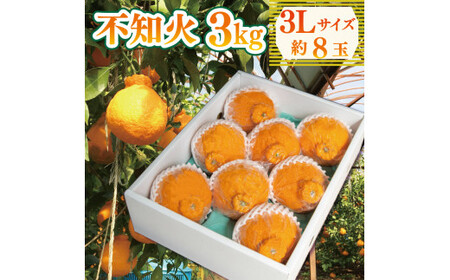 不知火 約3kg 3Lサイズ 8玉 不知火 不知火 不知火 みかん 柑橘