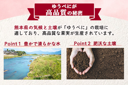 【2025年3月～発送開始】先行予約 熊本県産 いちご ゆうべに 1箱 (250g×4パック) イチゴ 果物 フルーツ 熊本県 多良木町 農園直送 107-0501